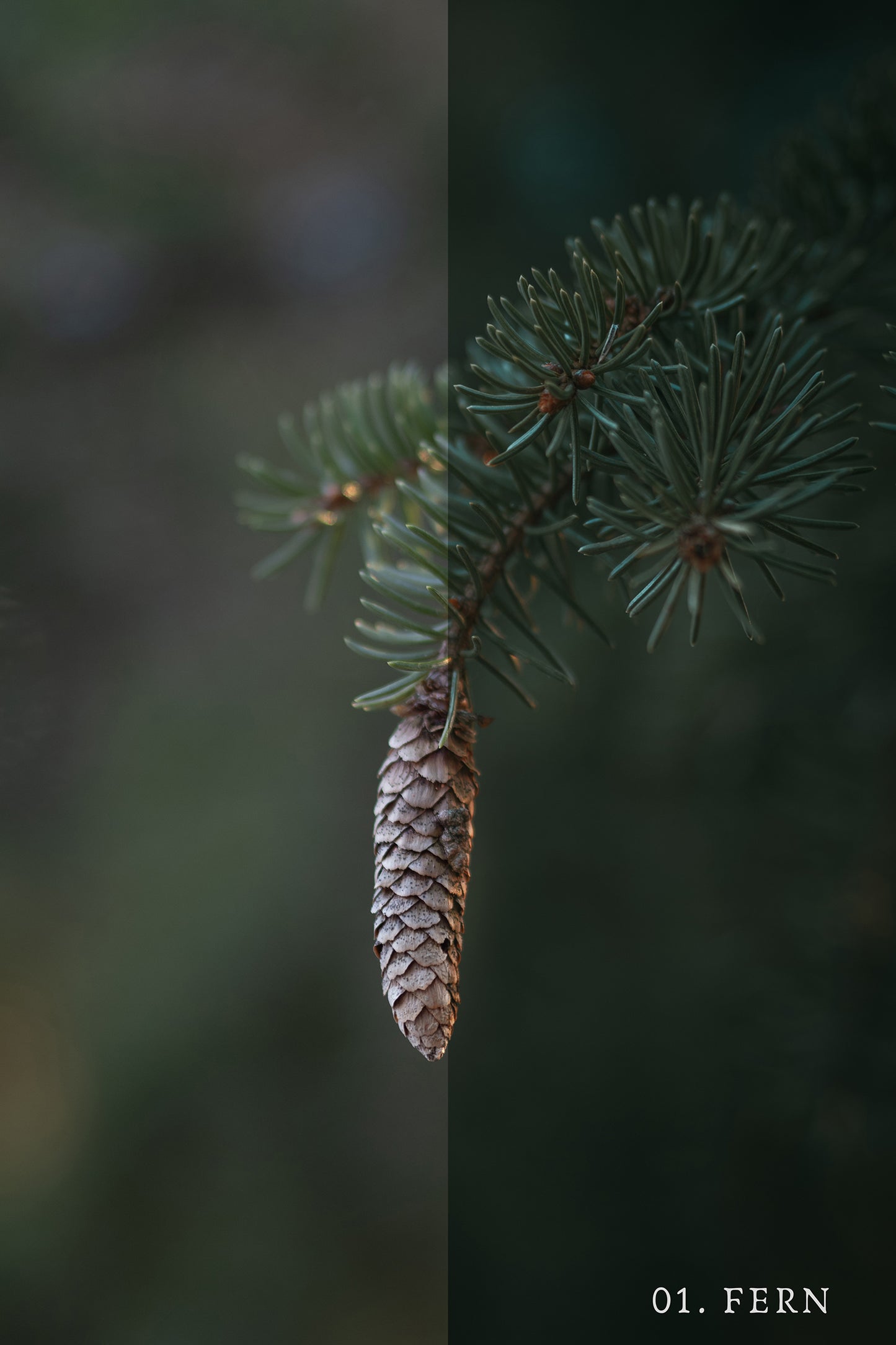 Grain & Fern Preset Collection