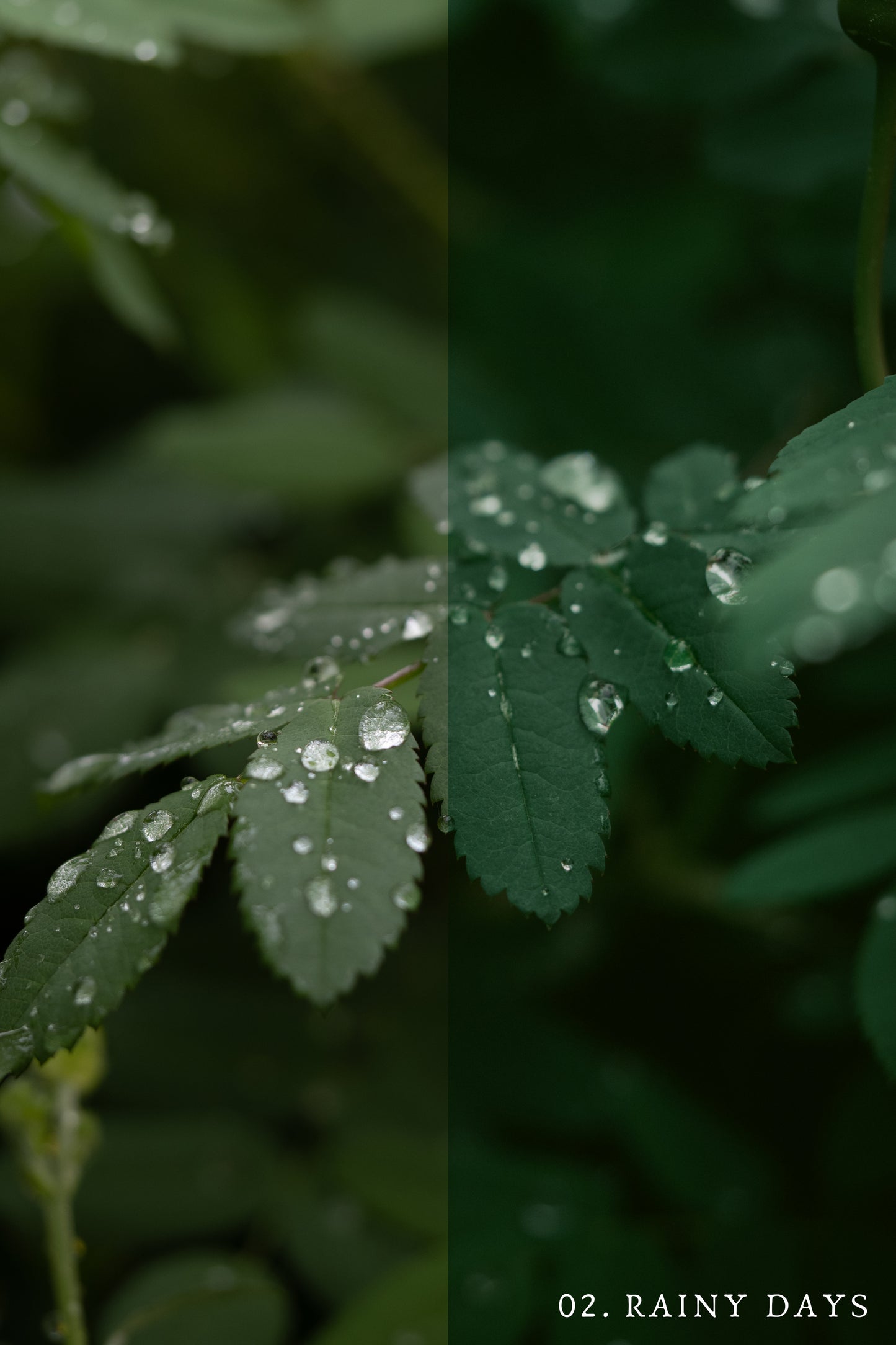Moody Summer Presets