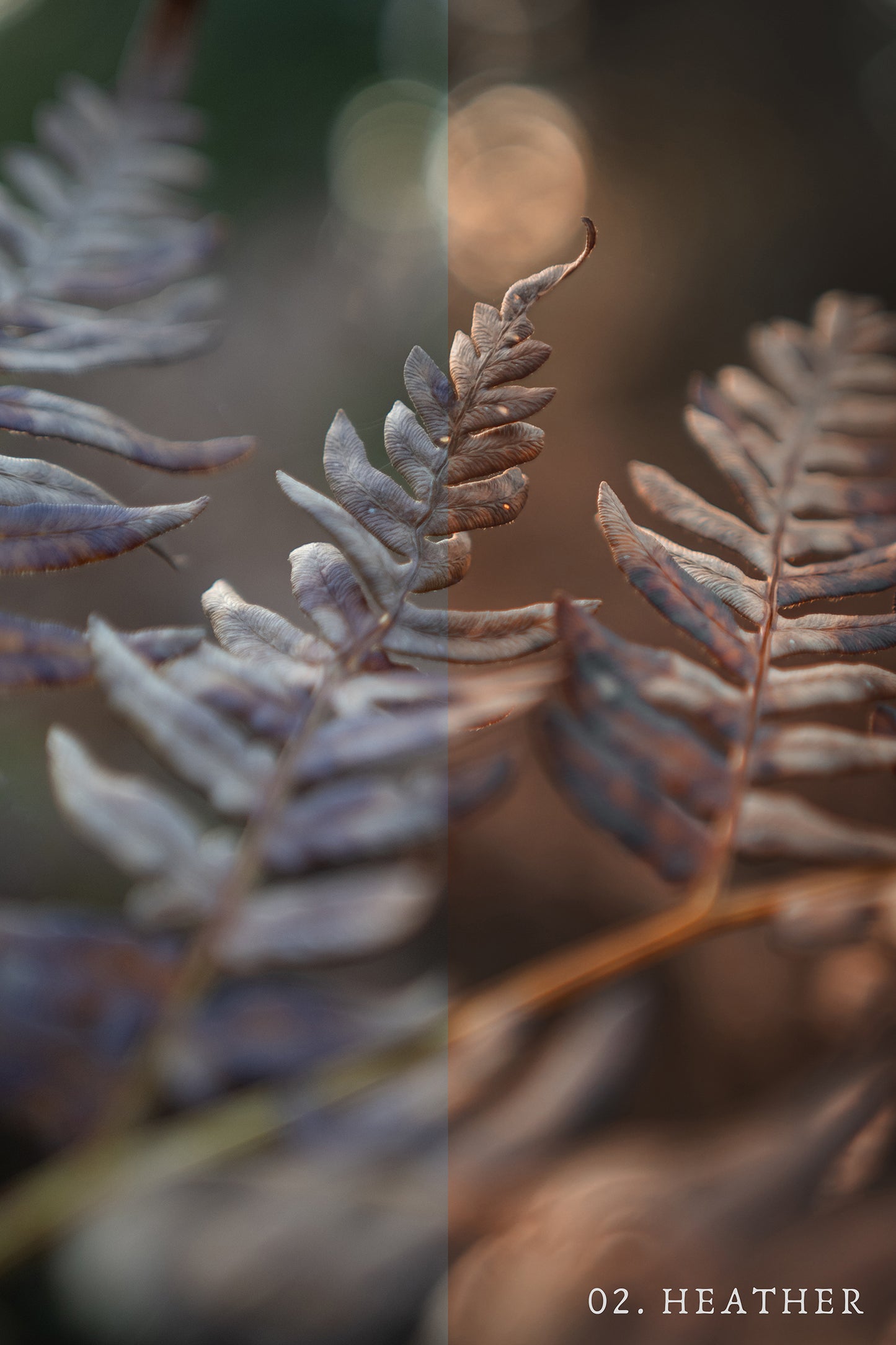 Grain & Fern Preset Collection