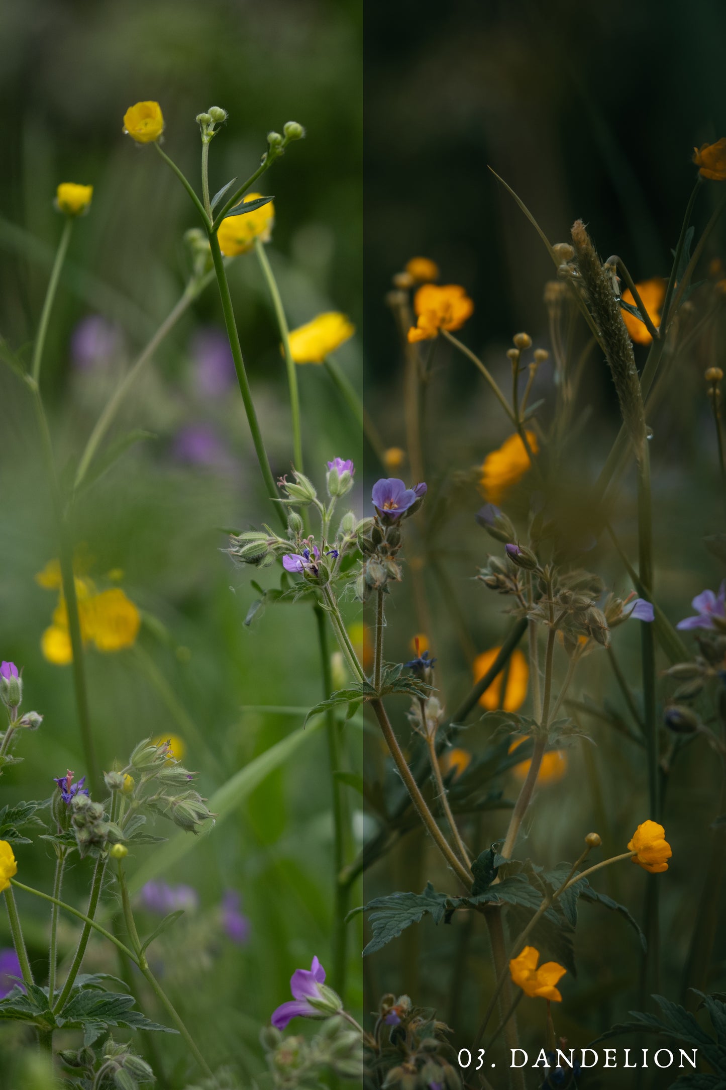 Moody Summer Presets