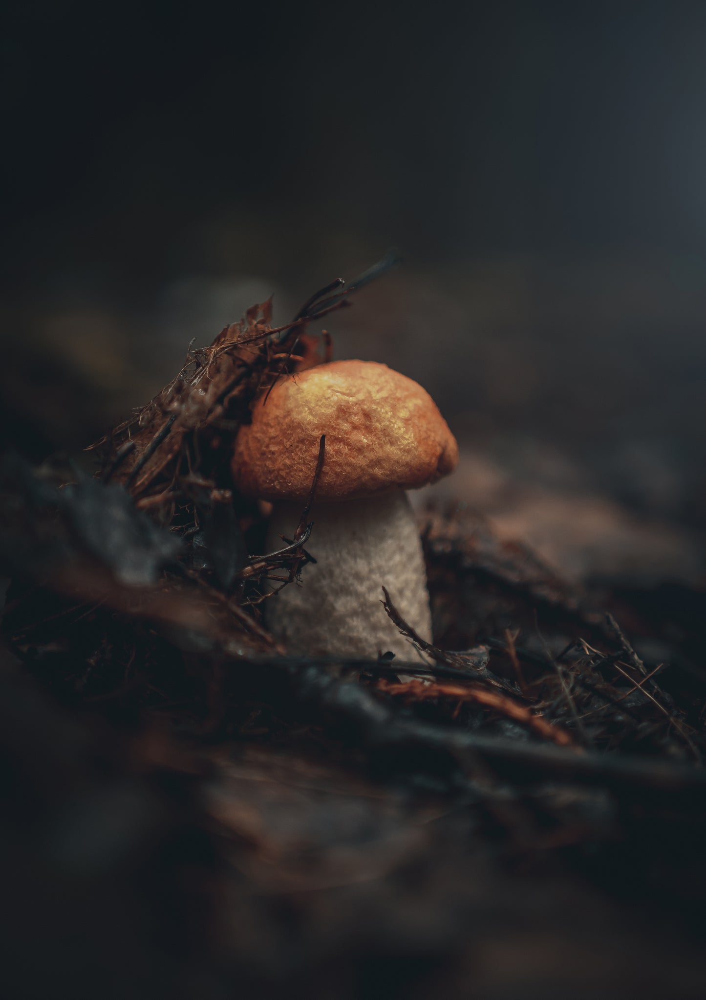Emerging Bolete