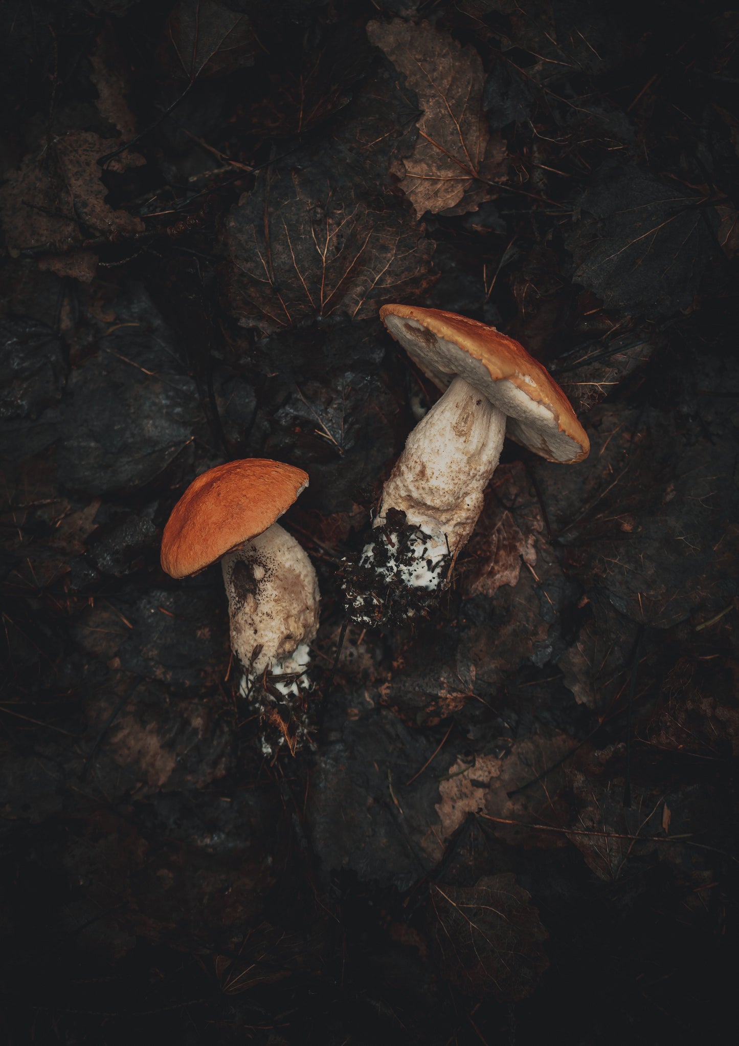 Boletes