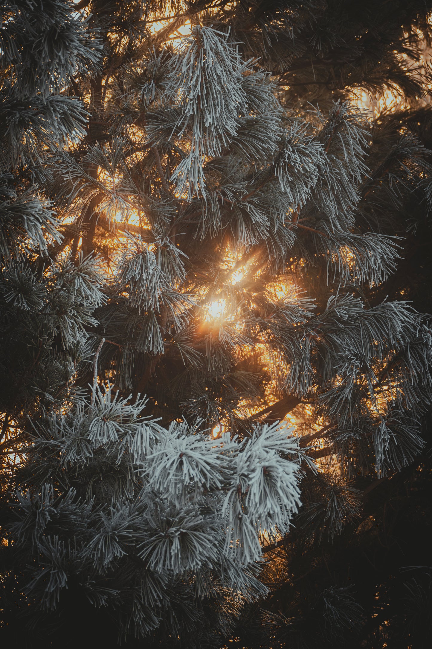 First Light