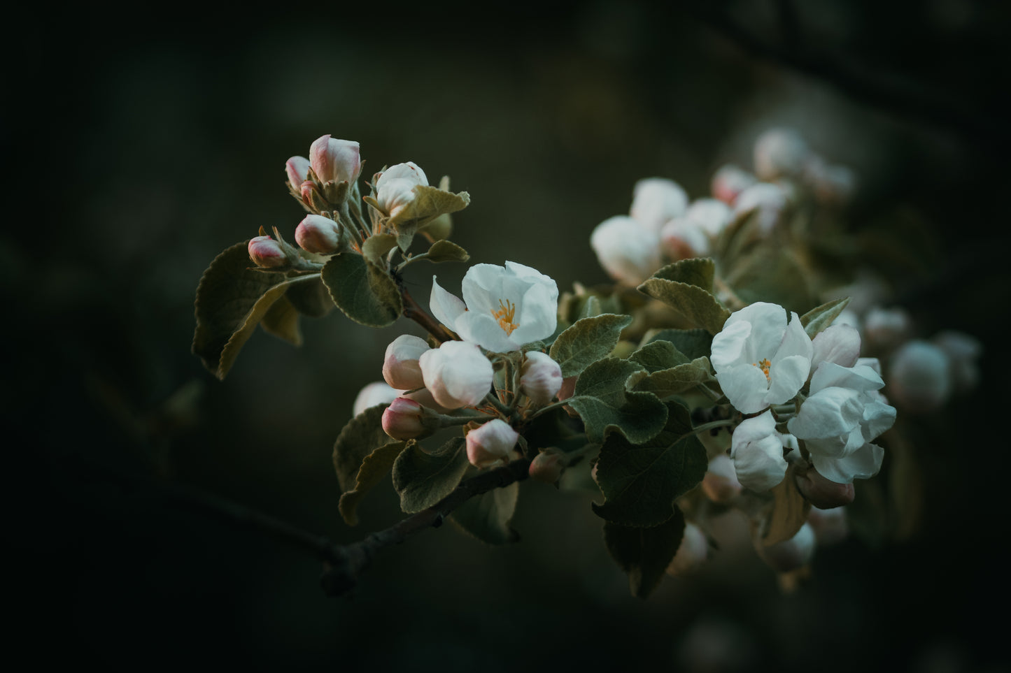 Apple Bloom (landscape format)