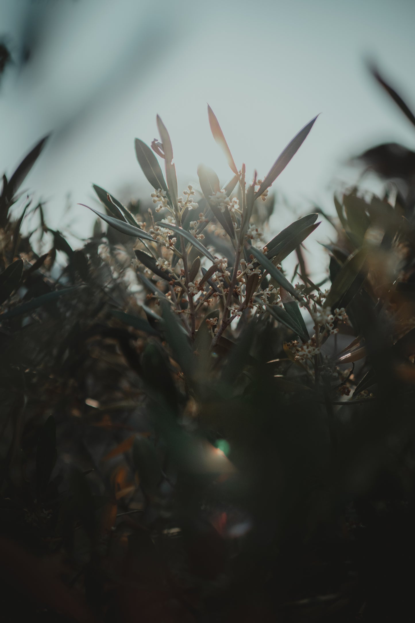 Shimmering greens