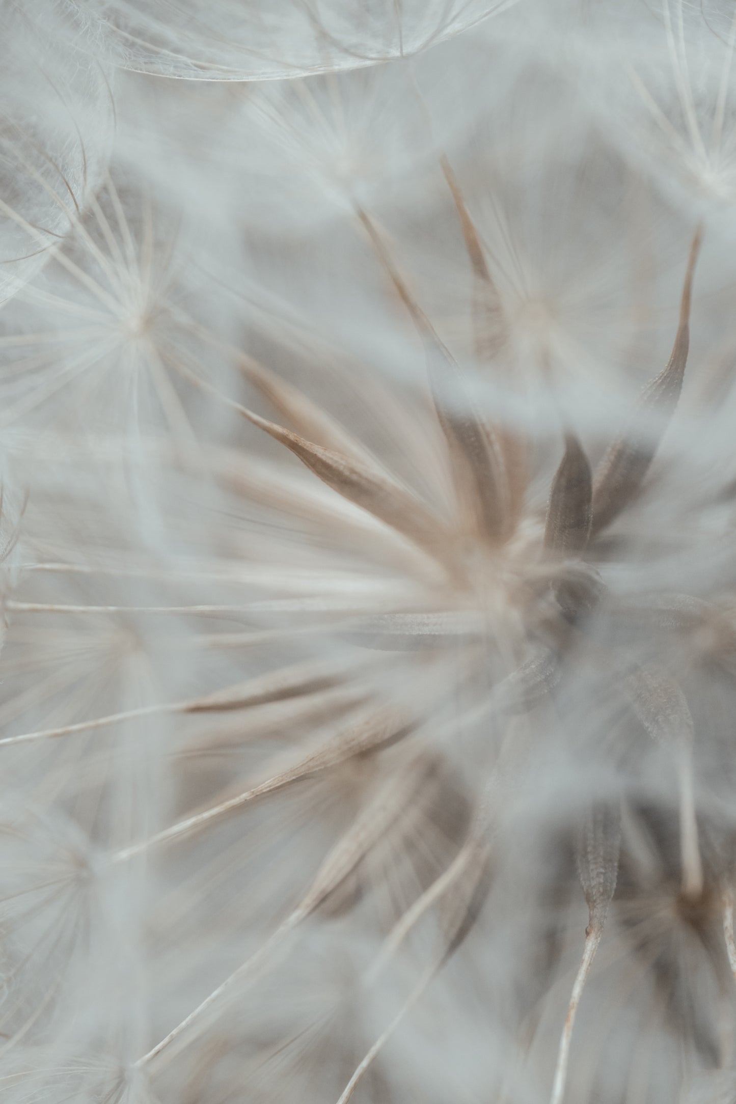 Inside a Dandelion
