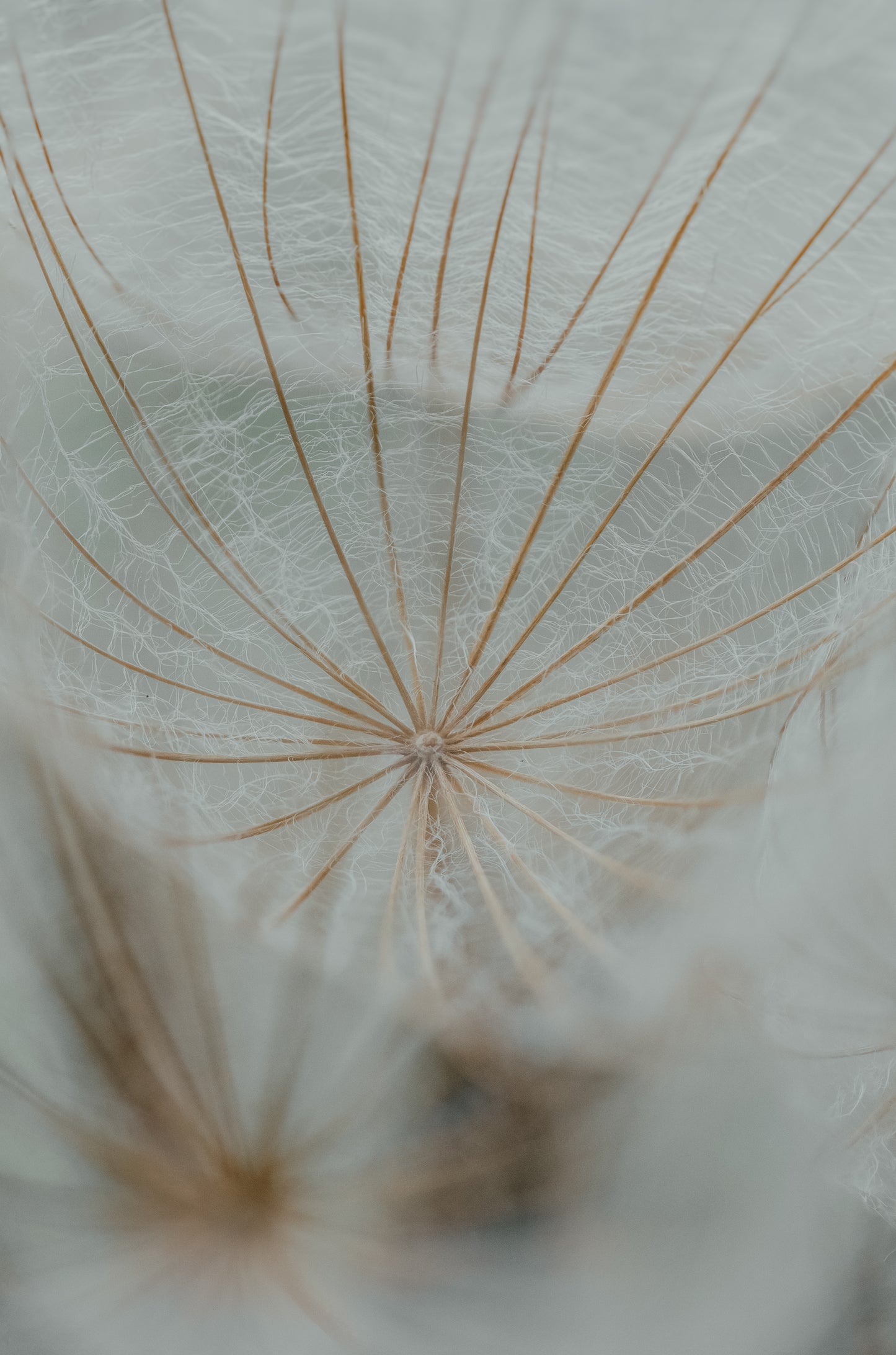 Lines of a tuft