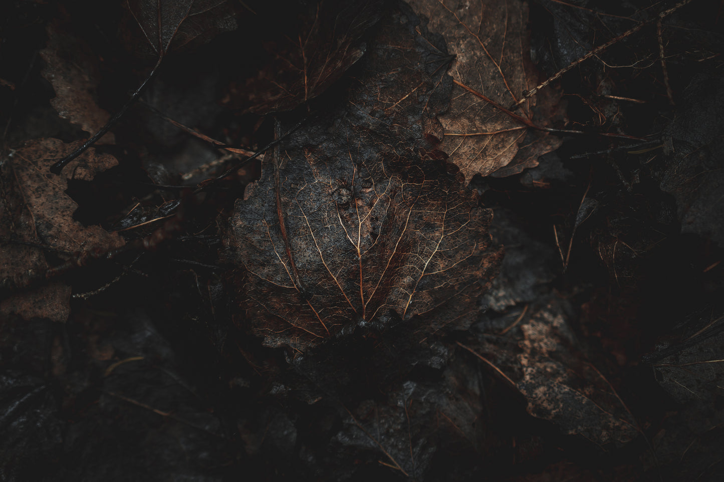 Autumn Leaves (landscape format)