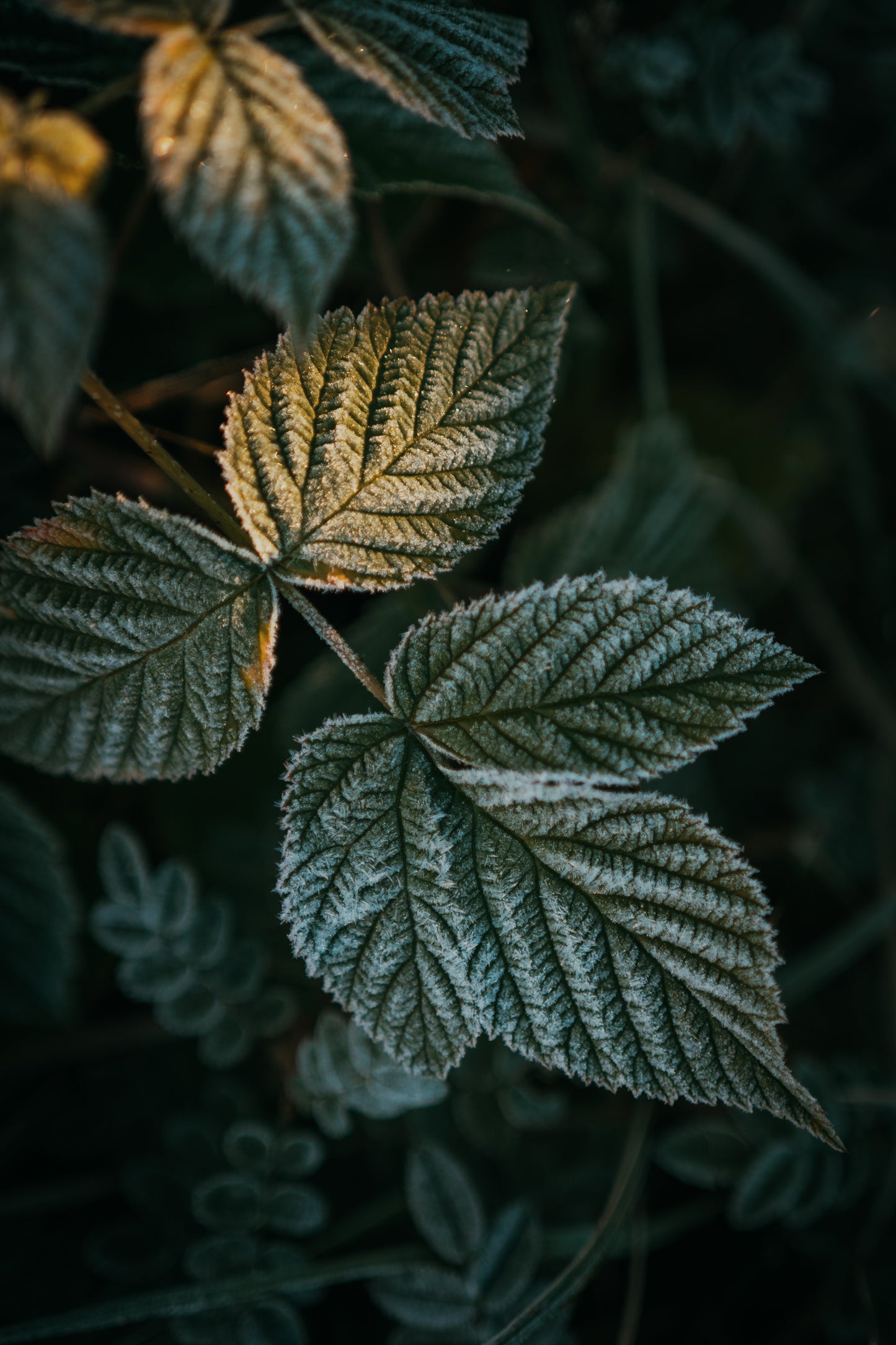 Frozen Leaf
