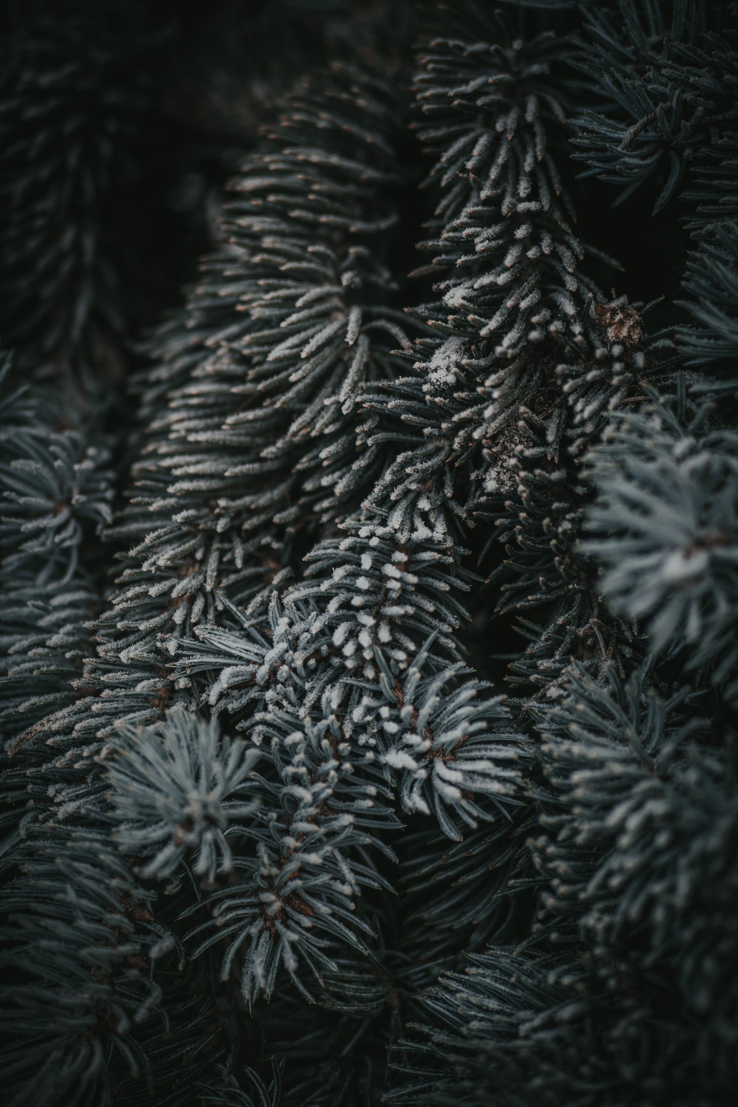 Frost
