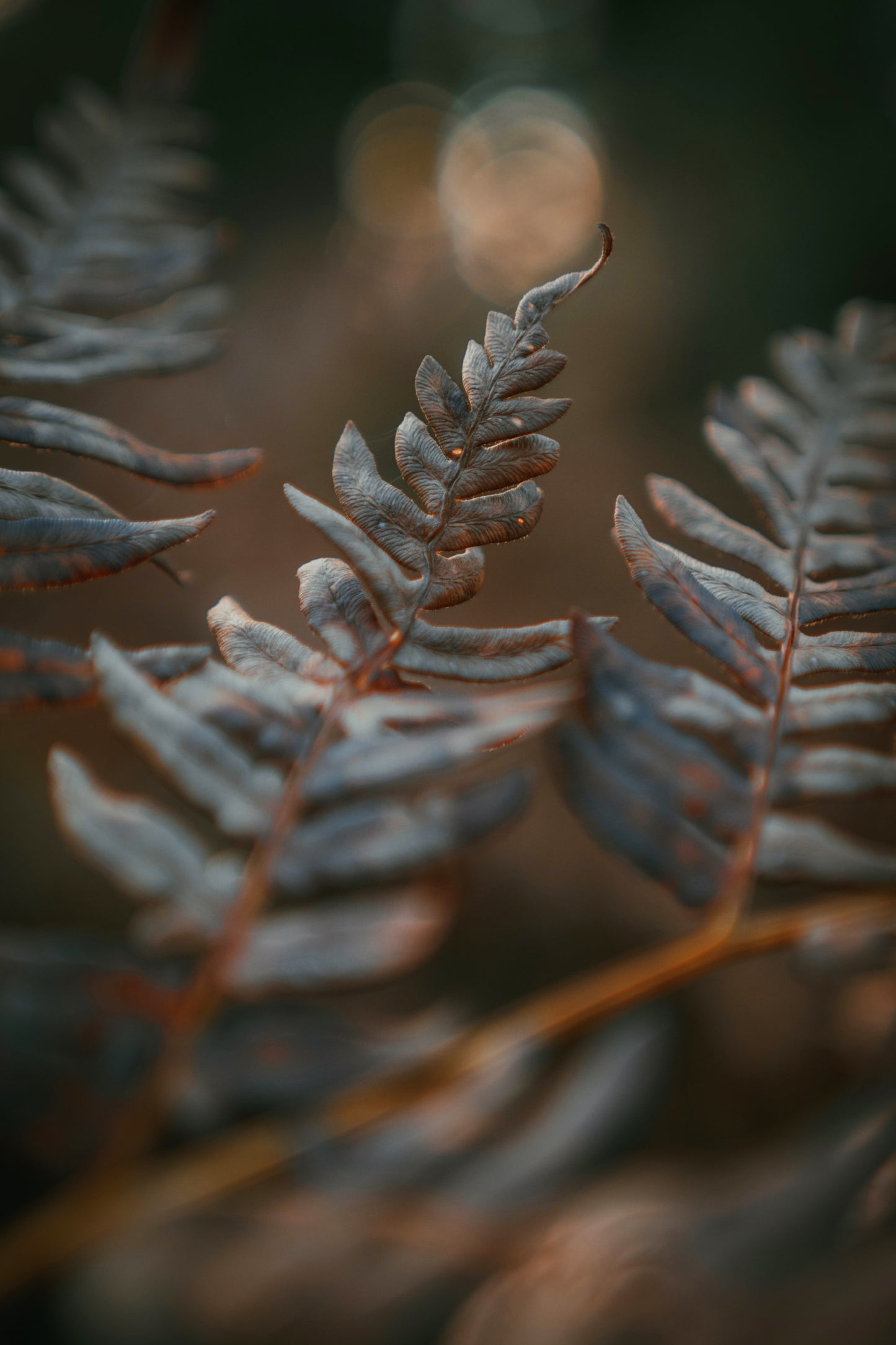 Fern