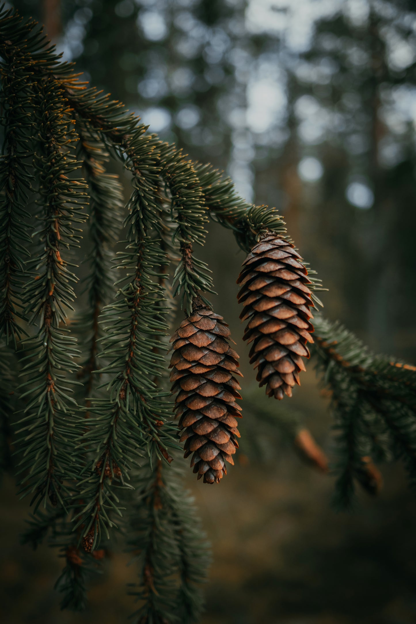 Conifer