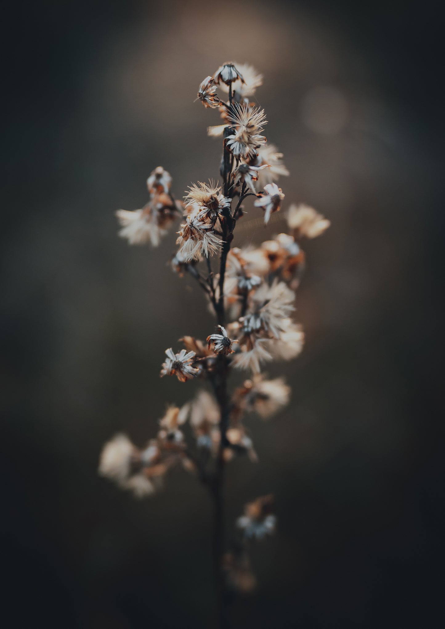 Fragile