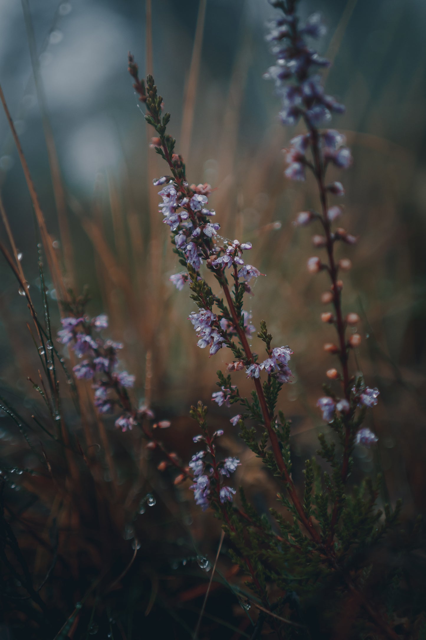 Heather