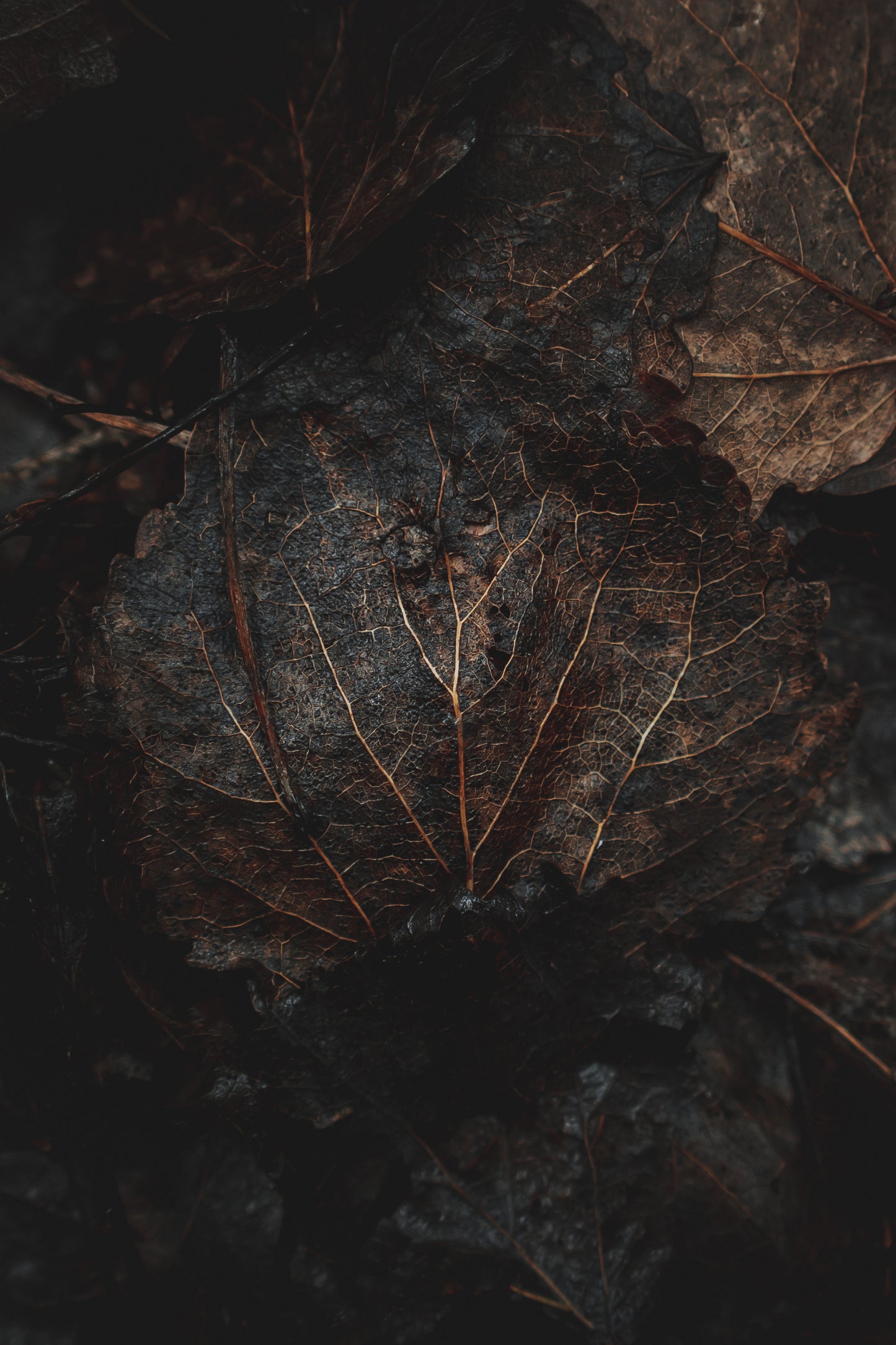 Autumn Leaves (landscape format)