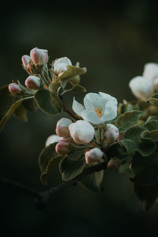 Apple Bloom (landscape format)